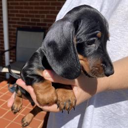 Earl - Black and tan male Dachshund puppy in Mocksville, North Carolina from The Dachs of Hazzard Dachshunds