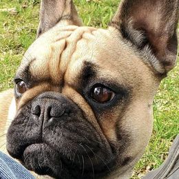 French Bulldogs from MD Frenchies