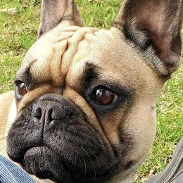 French Bulldogs from MD Frenchies
