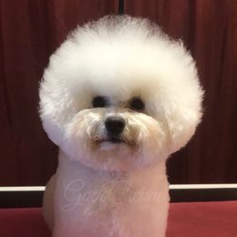 Ariel - Bichon Frise