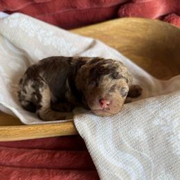 Girl 1 - Merle female Cockapoo puppy in Danielsville, Georgia from Meg's Doodles and Poodles