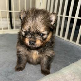 Peanut - Orange sable male Pomeranian puppy in Zavalla, Texas from Precious Puff Poms
