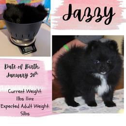 Jazzy - Black female Pomeranian puppy in Danielsville, Georgia from PassionatePomPoms