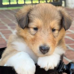 Richie - Sable and white male Collie puppy in Eads, Tennessee from Savoy Collies