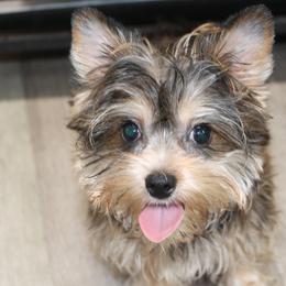 Cavalier King Charles Spaniels, Great Danes, and Yorkshire Terriers from Rising Star Kennels