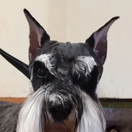 Miniature Schnauzer Puppies from A'Lord Miniature Schnauzer