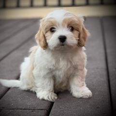 Cavachon, Cavalier King Charles Spaniel, and Cavapoo Puppies from Cavachon Love