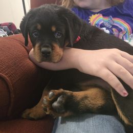 Red - Black and mahogany female Rottweiler puppy in Mastic Beach, New York from Vom Haus Bradford