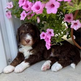 Cash - Tri-color male Bernedoodle puppy in Draper, Utah from Salt City Farm