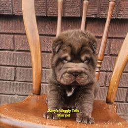 Mike - Brown male Chinese Shar-Pei puppy in Minden, Louisiana from Zoey's Waggly Tails