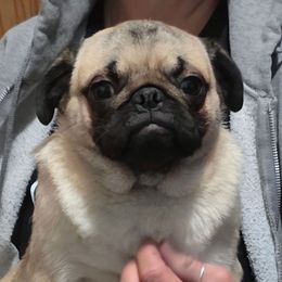 Gretchen Grumbledore - Pug