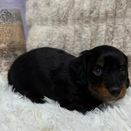 Boy 1 - Black and tan male Dachshund puppy in New Jersey from Bergamo’s  Dachshunds