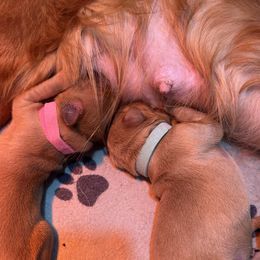 Girl 3 - Golden Retriever puppy from Life with Goldens