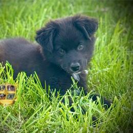 Amor - Black & white male Miniature Australian Shepherd puppy in El Dorado Springs, Missouri from HP Aussie Kennels