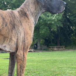 Scarlett - Great Dane