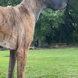 Scarlett - Great Dane