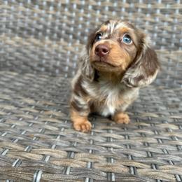 Clyde - Dapple male Dachshund puppy in Stilwell, Oklahoma from Mountain Top Dachshunds