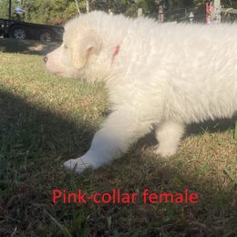 Great Pyrenees Puppies from Sweet Land of Liberty