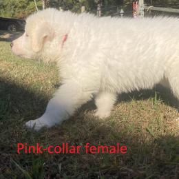 Great Pyrenees Puppies from Sweet Land of Liberty