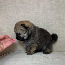 Khol - Orange sable male Pomeranian puppy in Phoenix, Arizona from Luxpomz