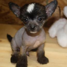 Chihuahua and Chinese Crested Puppies from Western Kentucky Chihuahua’s and Chinese Crested’s