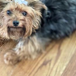Luna - Yorkshire Terrier