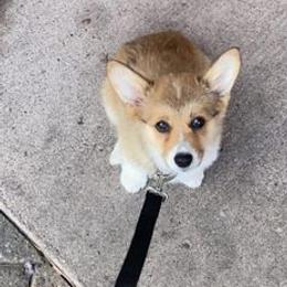 American Corgis and Pembroke Welsh Corgis from Hallows Corgis