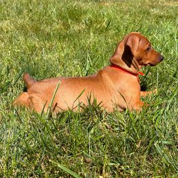 Girl 2 - Red German Pinscher puppy in Olympic Peninsula, Washington from Immer Treu German Pinschers