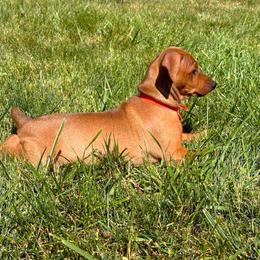 Girl 2 - Red German Pinscher puppy in Olympic Peninsula, Washington from Immer Treu German Pinschers