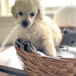 Poodle Puppies from Adagio Toy Poodles
