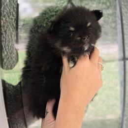 Charm - Black and tan female Pomeranian puppy in Gun Barrel City, Texas from Petite Poms
