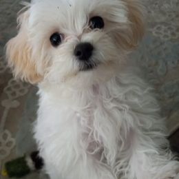 Maltese and Maltipoos from Heltons Little Gems