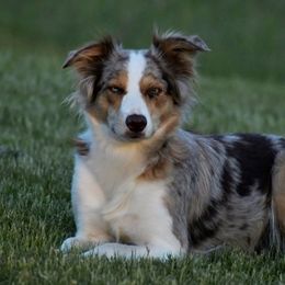 Rose - Border Collie
