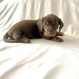 Girl 2 - Chocolate and tan female Dachshund puppy in Silver Springs, Florida from DeMarsh's Dachshunds