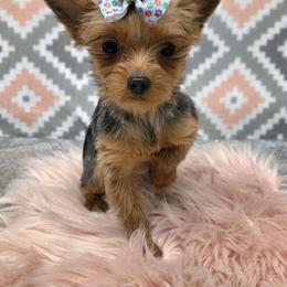 Scarlet TEACUP - Blue and gold female Yorkshire Terrier puppy in Monticello, Iowa from Ashley’s Puppies