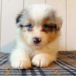 Matcha - Blue merle female Australian Shepherd puppy in Kearney, Nebraska from Helix Aussies