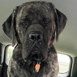 Kia - Mastiff