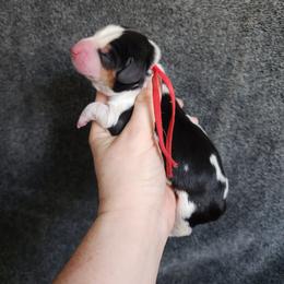 Red collar - Black white and brown female Basset Hound puppy in Alton, Illinois from Show Me Great Danes and Basset Hounds
