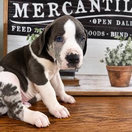 Austin - Blue male Great Dane puppy in Carencro, Louisiana from Halsey Danes