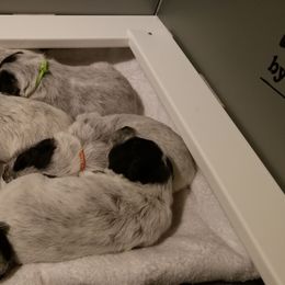 Australian Cattle Dog Puppies from Piney River Cattle Dogs