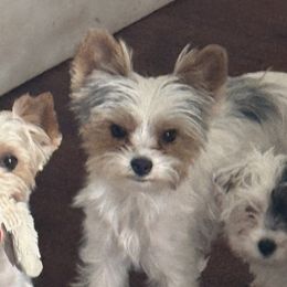 Yorkshire Terriers from Dallas Parti Yorkies
