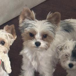 Yorkshire Terriers from Dallas Parti Yorkies