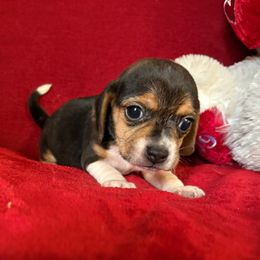 Pocket Beagle Sam - Black tan and white male Beagle puppy in Gentry, Arkansas from HC Puppy Ranch