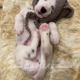 Dalmatian Puppies from Rainier DALS LUA Dalmatians of Washington