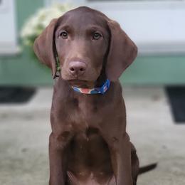 Labrador Retriever puppies from High Caliber Kennel