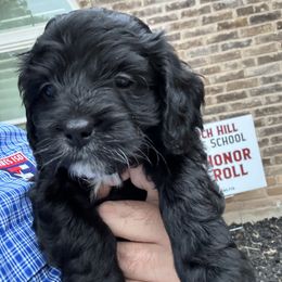Cavapoo and Shihpoo Puppies from Haus of Doodles