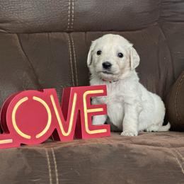 Red collar boy - Light golden male Golden Retriever puppy in Waterford, Pennsylvania from Living on Faiths Golden Retrievers