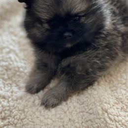 Pomeranian Puppies from Park Avenue Poms