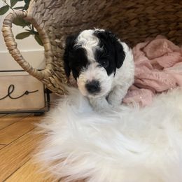 Bernedoodle Puppies from Timber Trail Bernedoodles RI