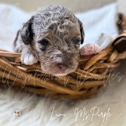 Lumi - Ms. Purple - Chocolate merle female Bernedoodle puppy in Tomball, Texas from Wynterwood Doodles